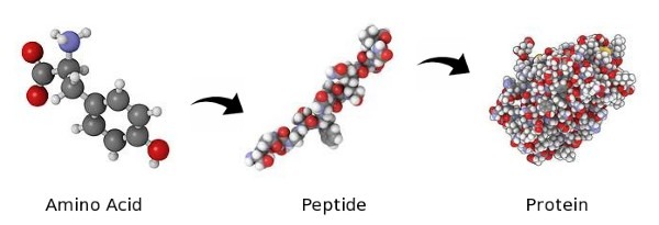 Sự khác biệt giữa peptit và protein